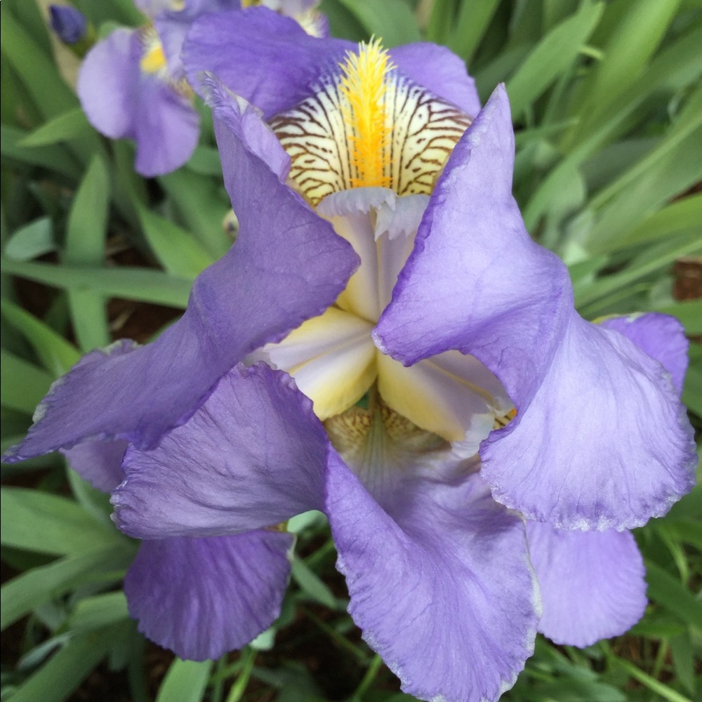Meet your Posher, Iris